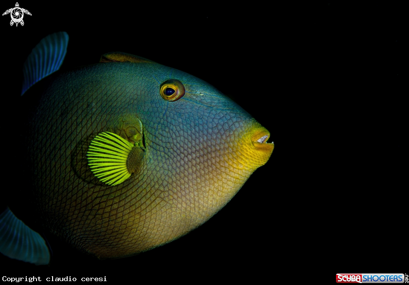 A The pinktail triggerfish