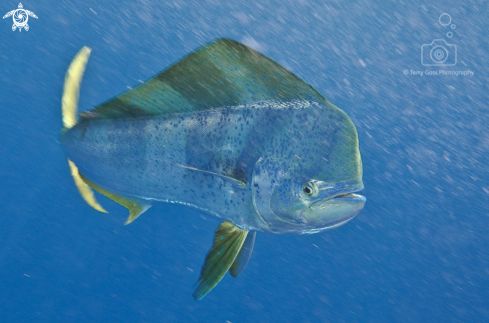 A dorado/mahi mahi/common dolphinfish