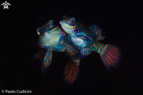 A Synchioropus splendid | Mandarin Fish