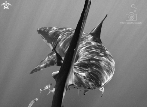 A Carcharodon carcharias | white shark