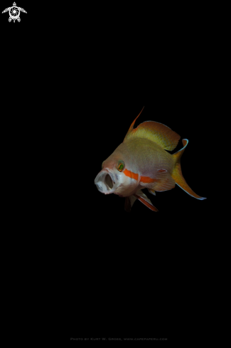 A Pseudanthias huchtii | Pacific Basslet