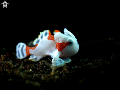 A Antennarius maculatus | Frogfish
