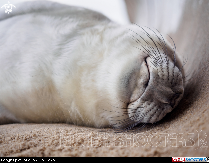 A Grey Seal (pup) - Halichoerus grypus  