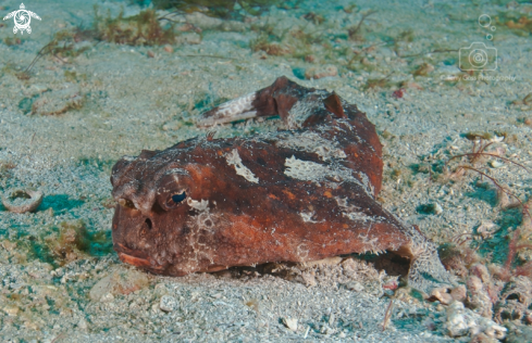 A polka-dot batfish