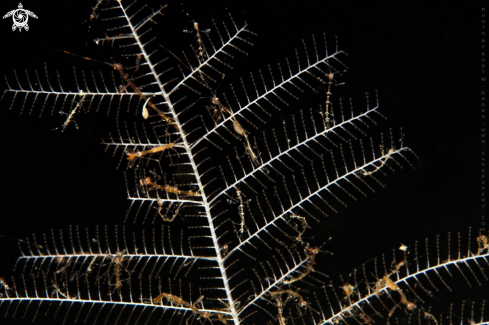 A Caprella linearis | Skeleton Shrimp group