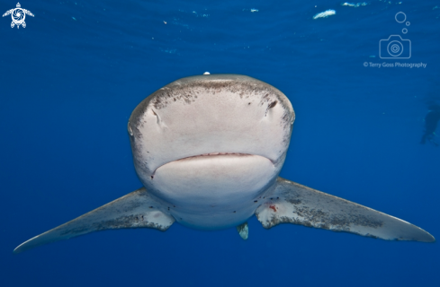 A oceanic whitetip shark