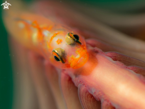 A Bryaninops | Whip Goby