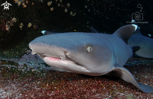 A whitetip reef shark