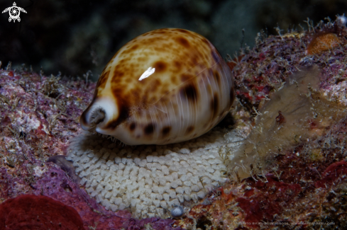 A Cypraea tigris | Tiger Kauri on a bed of egg's
