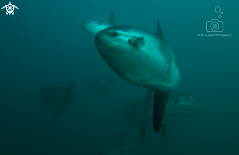 A Pacific sunfish/mola mola