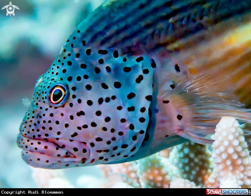 A 雀斑副 , Forster's hawkfish