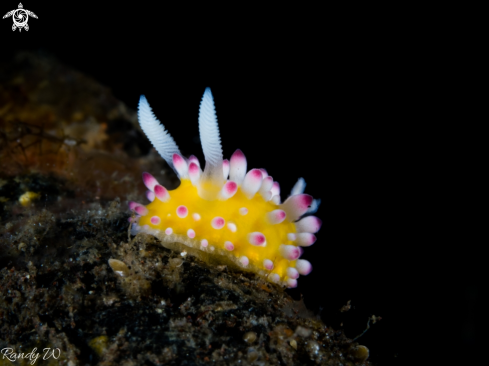 A Cadlinella Ornatissima | Nudibranch