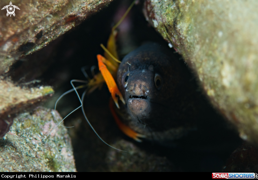 A Morray eel & shrimp