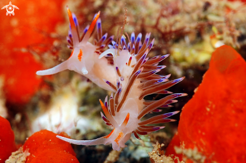 A cratena peregrina | nudibranch