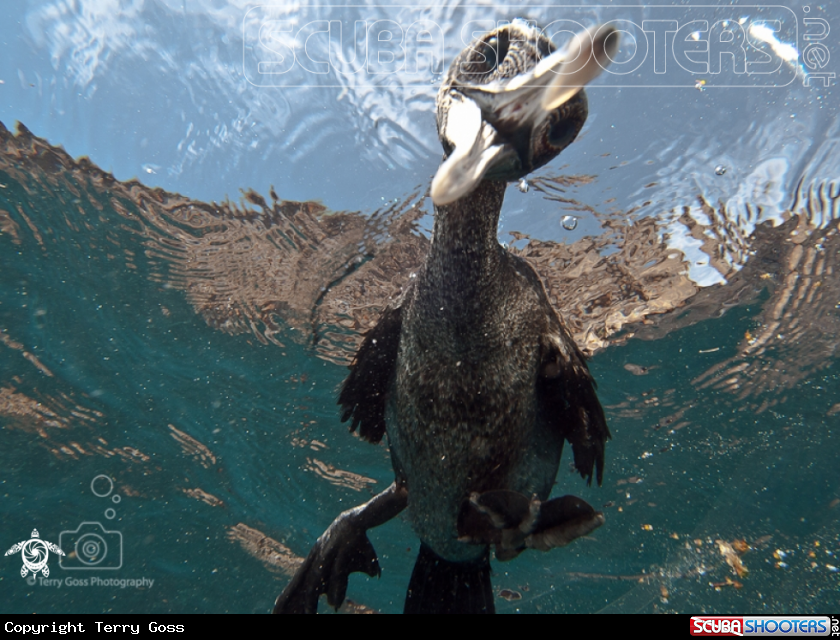 A flightless cormorant/Galapagos cormorant
