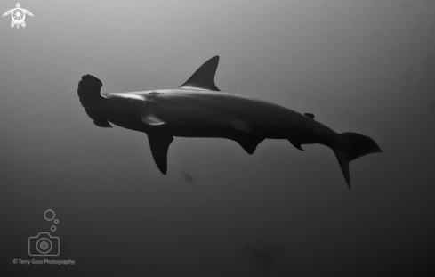 A scalloped hammerhead shark