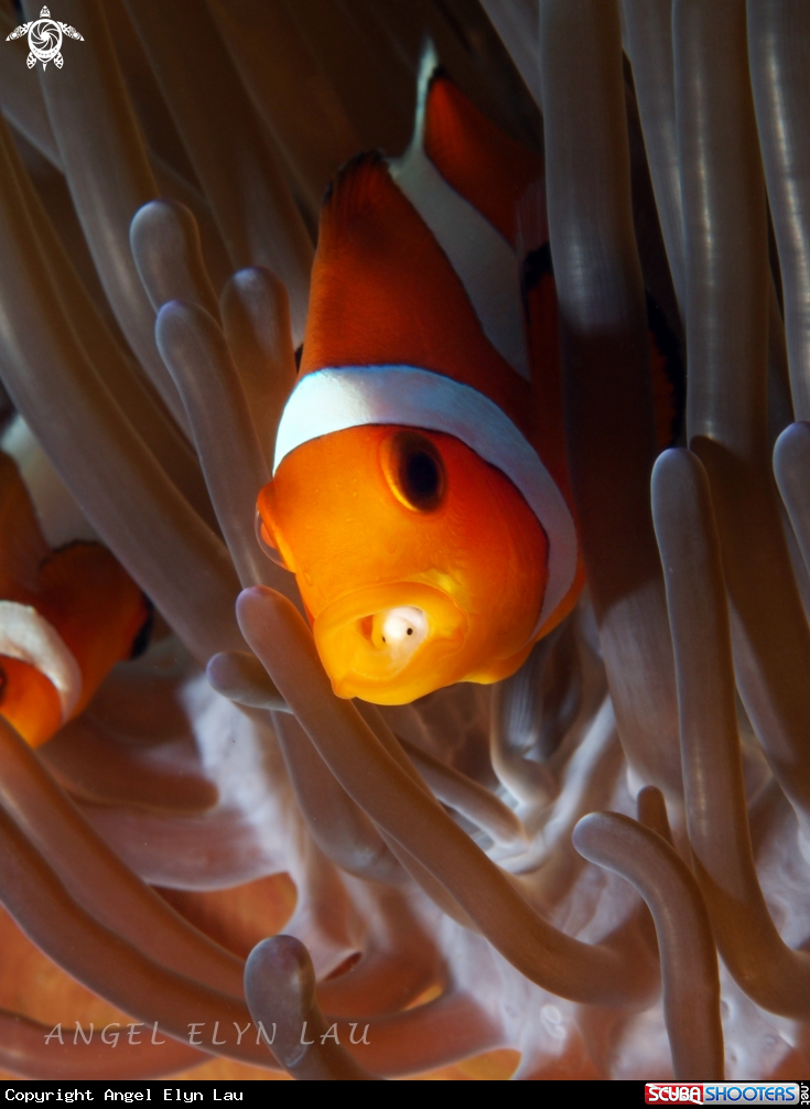 A Clown fish with parasite in the mouth