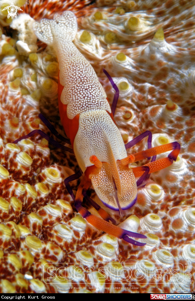 A emperor shrimp