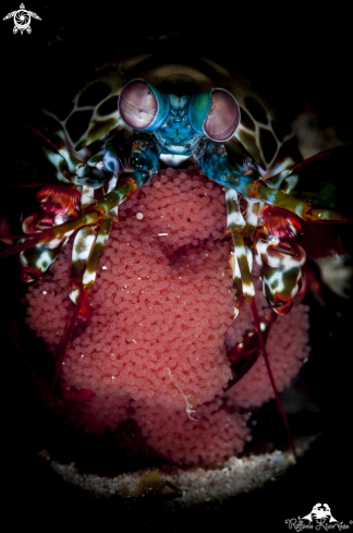 A Manthis shrimp