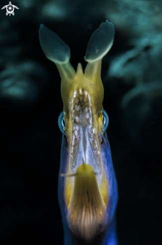 A (Rhinomuraena quaesita)  | The ribbon eel 