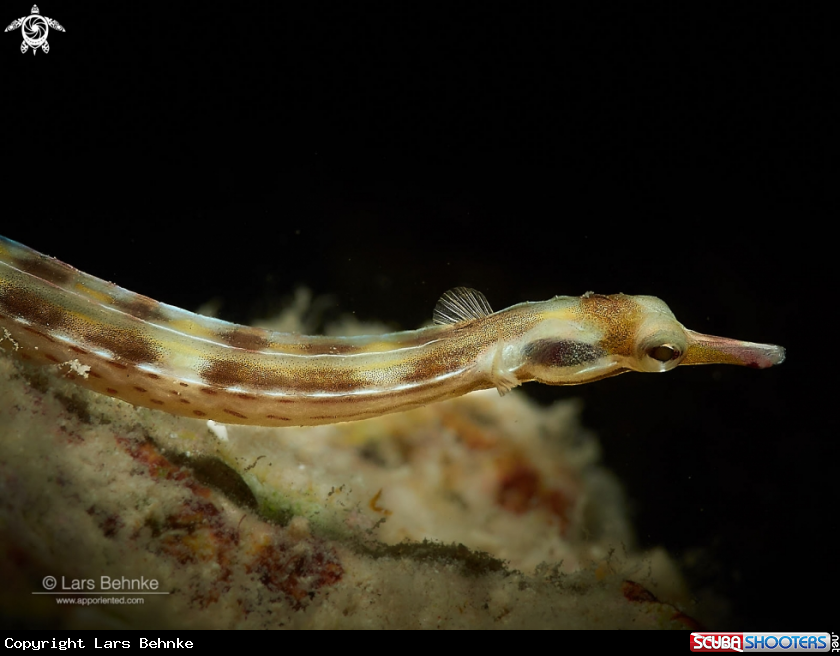 A Network pipefish