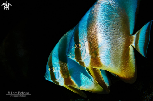 A Orbicular spadefish