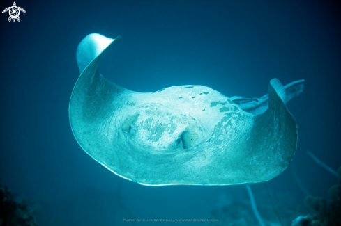 A Cowtail Ray
