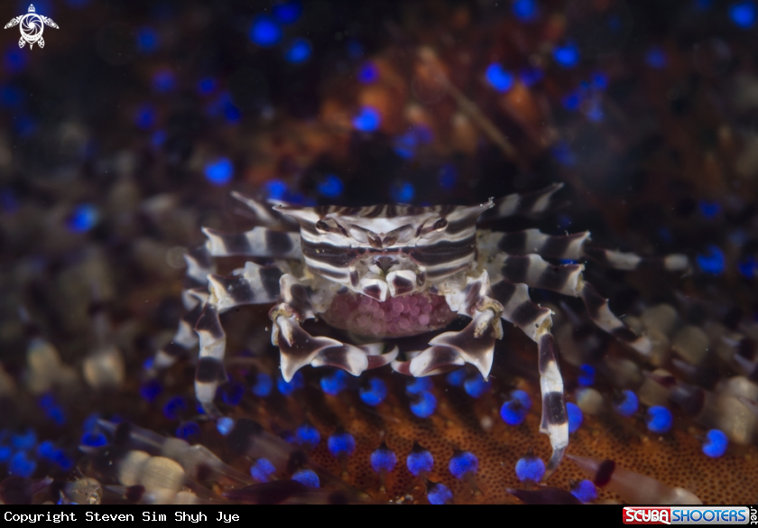 A Zebra crab 