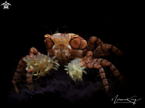 A Pom Pom Crab or Mosaic Boxer Crab
