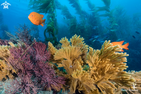 A California's Reefs