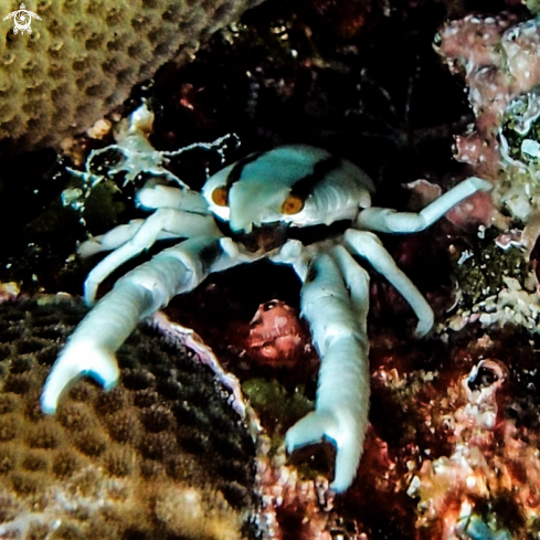 A Allogalathea Crab | Squat Lobsters (Coral Crab)