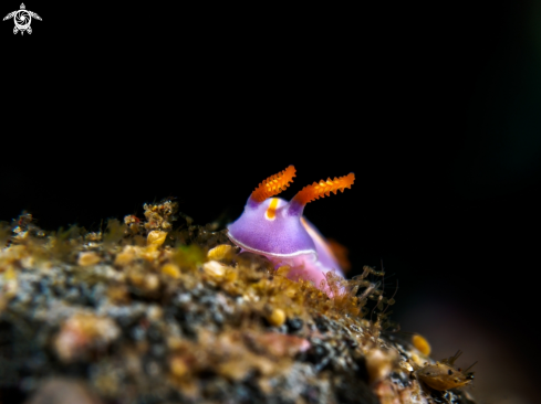 A ID Please | Nudibranch 