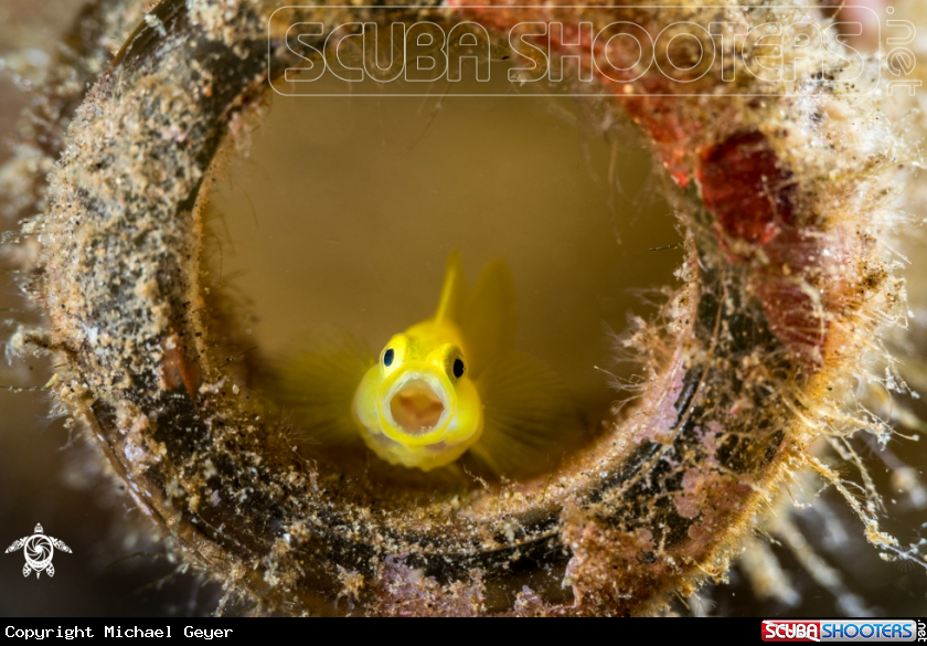 A yellow pygmy goby