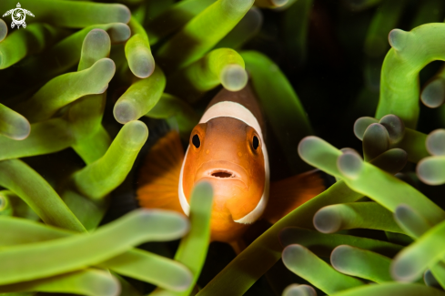 A Amphiprioninae  | Clownfish