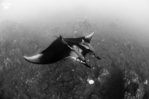 A Manta birostris | Giant Oceanic Manta Ray