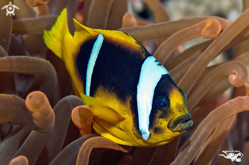 A Amphiprion bicinctus  | Pez payaso  Clown fish