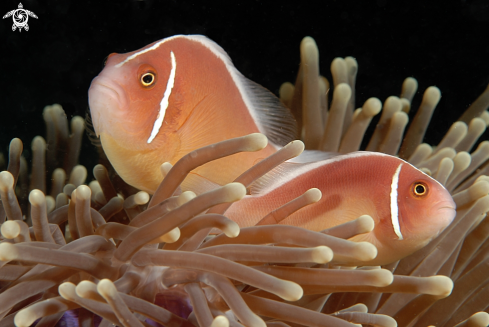 A Amphirion perideraion | Pink Anemonefish