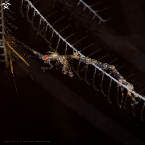A Caprella linearis, Skeleton shrimp | Skeleton shrimp