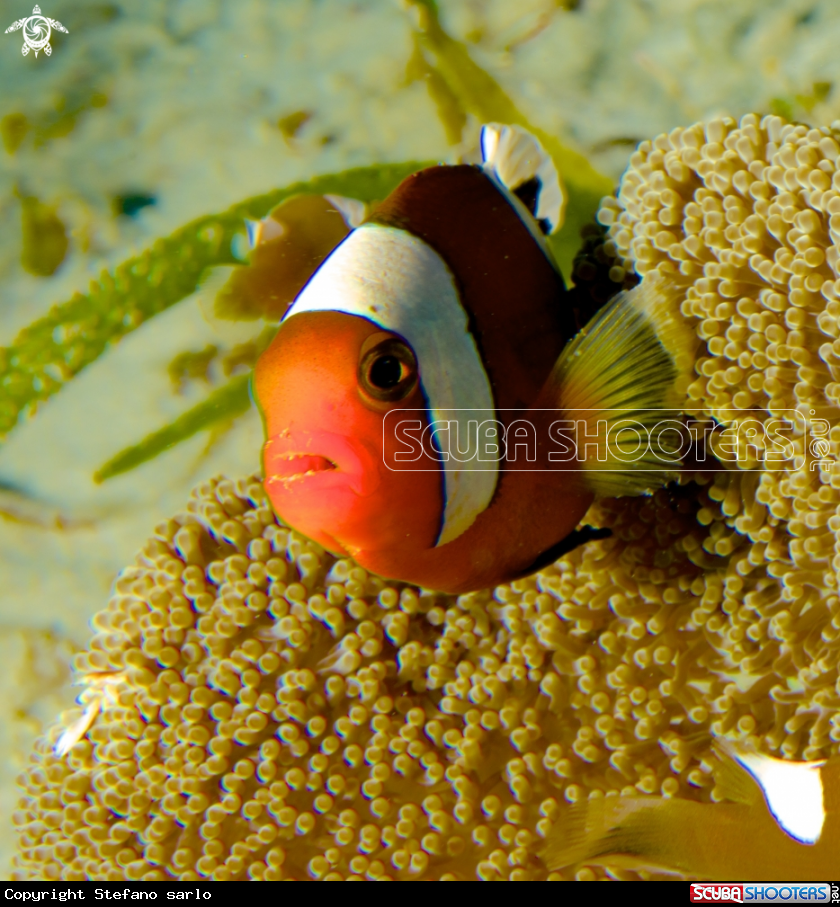 A Anemon fish