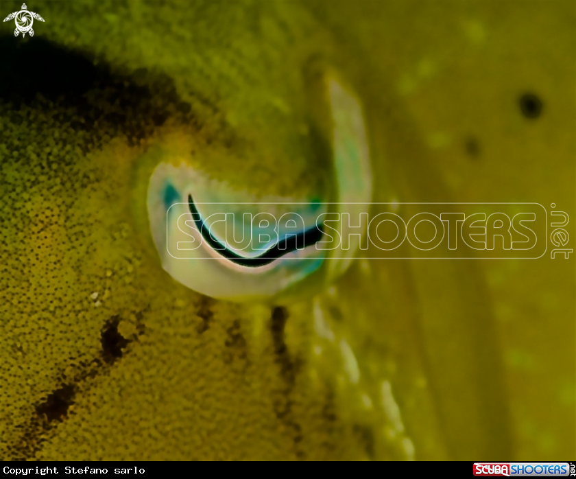 A Cuttle fish eye