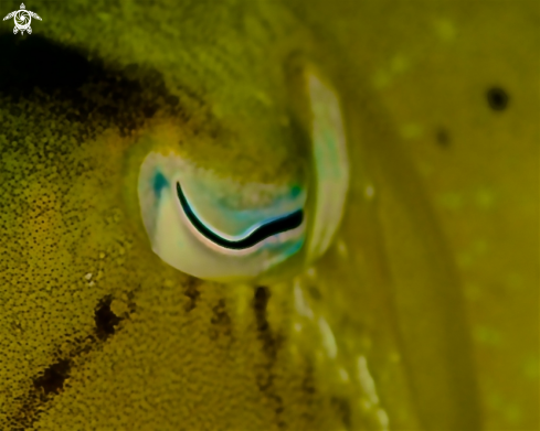 A Cuttle fish eye