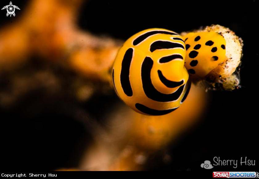 A Tiger Egg Cowrie