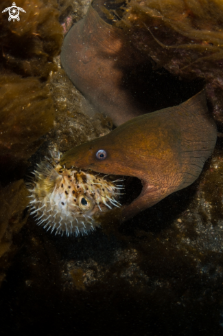 A Gymnothorax castaneus | Panamic Green Moray Eel