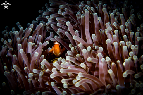 A Anemonefish | Clownfish 