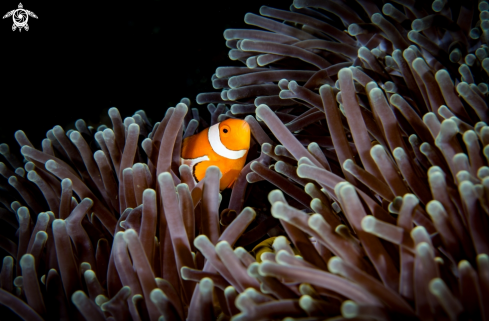 A Anemonefish | Clownfish