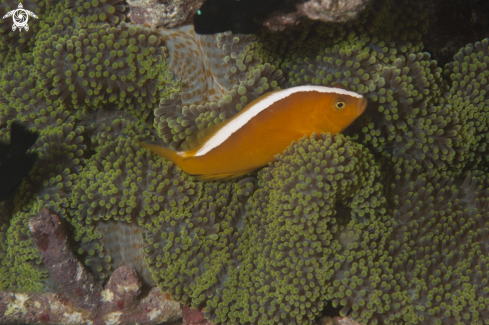 A Orange anemonefish