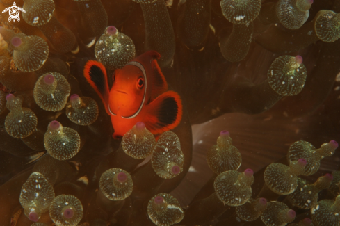 A Tomato anemonefish