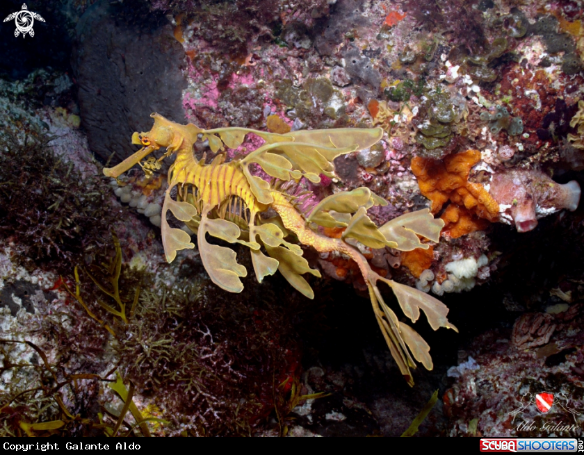 A Leafy Seadragon
