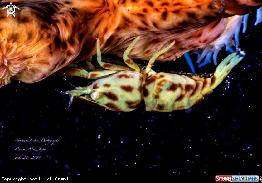 A  Leopard Anemone Shrimp