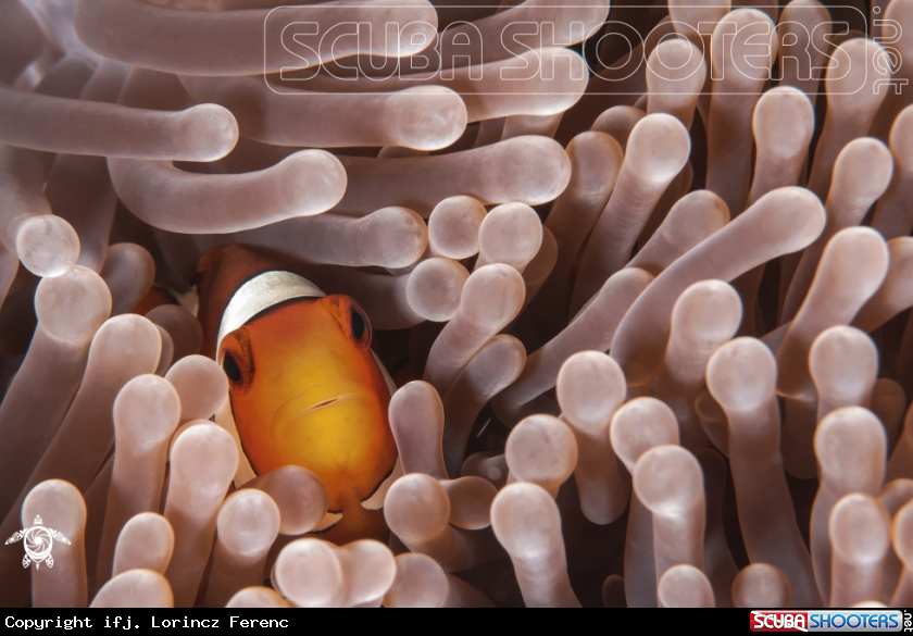 A Clown Fish in the Anemona